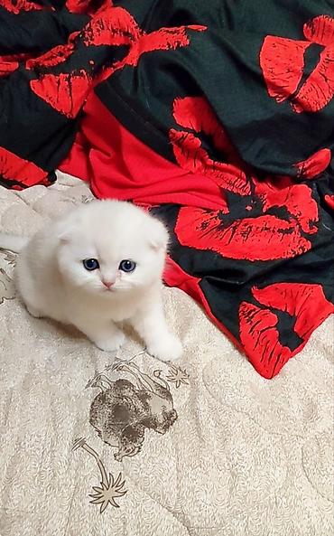 Продажа кошек: С документами. Чистокровный Шотландский вислоухий котёнок, (мальчик) — 10