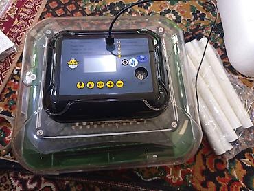 Товары и оборудование для с/х животных: Инкубаторы китайский сатылат жаңы полный автомат свет очсо 12 вольт — 10