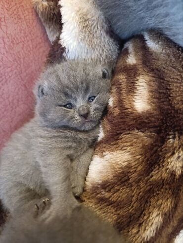 Pişiklər: Şotland — 7