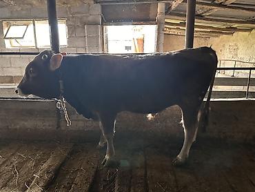 Коровы, быки: Продаю | Бык (самец) | На откорм | Племенные — 6