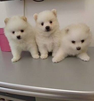 Psi: Teacup white Pomeranian puppies for sale Teacup white Pomeranian