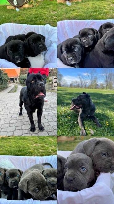 lampa za kornjace: Na prodaju štenci Cane Corso Prodajemo vrhunske štence Cane Corso