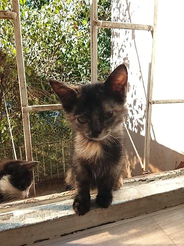 новорожденные котята: 3 месяца, Девочка — 3