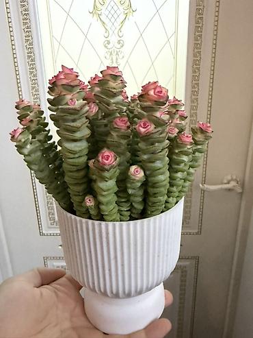 Комнатные растения: Суккулент «Розовая башенка» (Crassula ‘Buddha’s Temple’/Crassula — 2