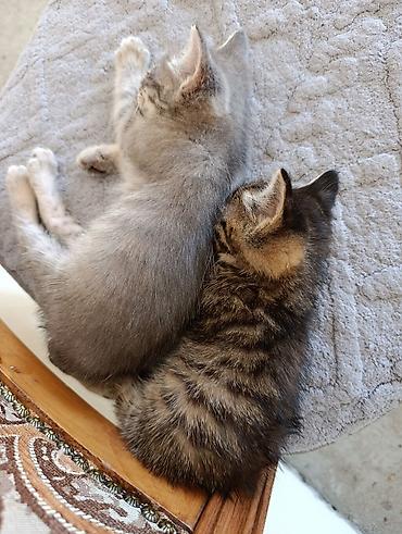 pişik cüt: Tabbi, Yaxşı əllərə — 4