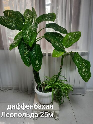 Otaq bitkiləri: Otaq bitkiləri kolleksiyası 1) Papоротnik – 20 m - Sərfəli otaq — 24