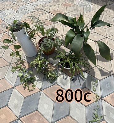 Другие комнатные растения: Все цветы за 800с