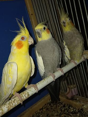 Qəfəslər: Evi ile birlikde gotur hamisi 100manat 2si erkekdi sari yanindaki,oen — 3