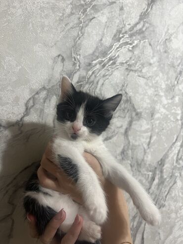во сколько стерилизовать кошку: 3 месяца, Девочка, Биколор, Приучена к лотку, Проглистована