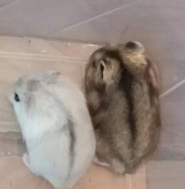 Хомяки: Джунгарские хомячки разных расцветок. Так же есть и сирийские хомячки — 8