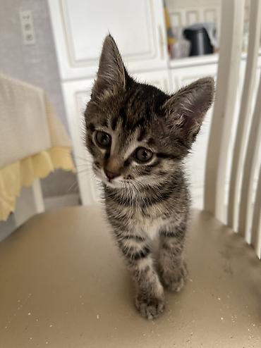 породистые собаки в дар: 1 месяц, Девочка, Приучена к лотку, Проглистована — 1