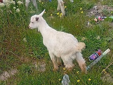 erkek: 20 baş çəpişdi erkekli dişili çoxunun burda. Şəkili yoxdu — 4
