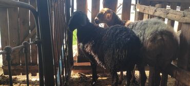 Бараны, овцы: Продаю | Овца (самка) | Гиссарская, Арашан | На забой, Для разведения | Матка