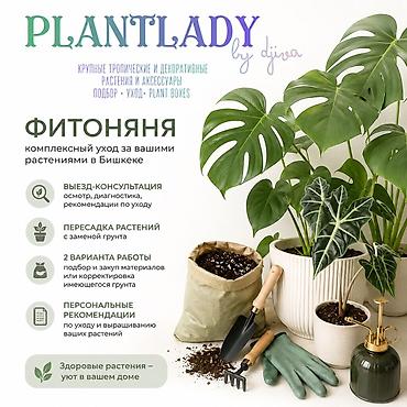 Комнатные растения: 🌿 ФИТОНЯНЯ В БИШКЕКЕ 🌿 Комплексный уход за комнатными растениями — 1