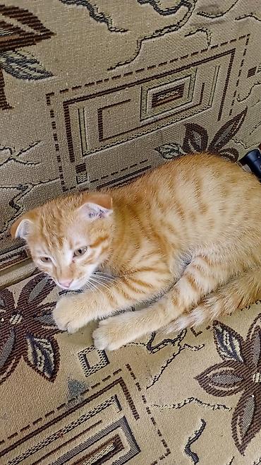Продажа кошек: 3 месяца, Мальчик, Рыжий, Приучена к лотку — 2
