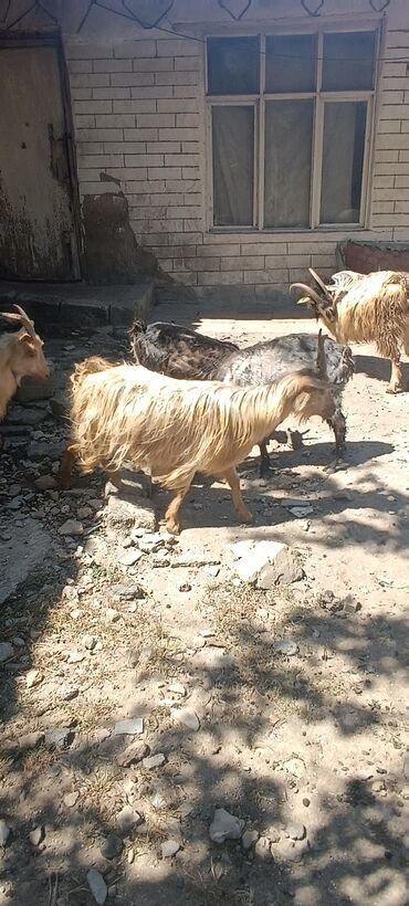 jersey inek satışı: Dişi, il: 1, Damazlıq, Ünvandan götürmə