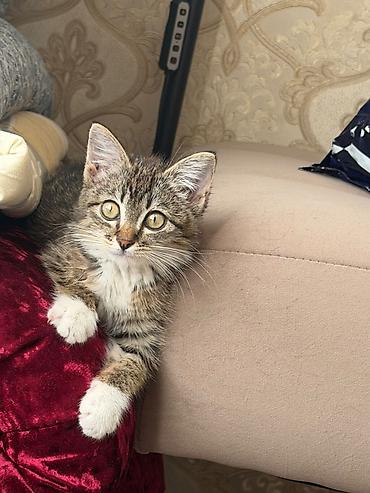 котёнок в добрые руки: 2 месяца, Девочка, Приучена к лотку — 1