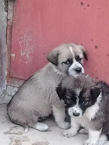 tap az pitbull: 1 ay, Erkək, Pulsuz çatdırılma — 4