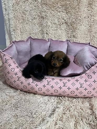 doberman cena: Dugodlaki standard jazavičari, štenci Dugodlaki standard jazavičari — 1