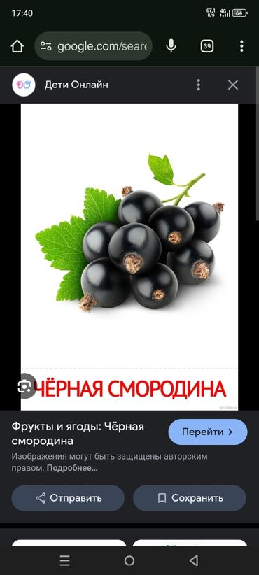 мол булак бишкек адреса ош базар: Карагат Өзү алып кетүү
