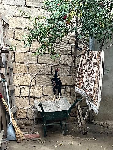 cin bildircin: Salam Buna nə ehtiyac var tərifləməyə başı çıxan bilir mayda cxıb 5 — 2