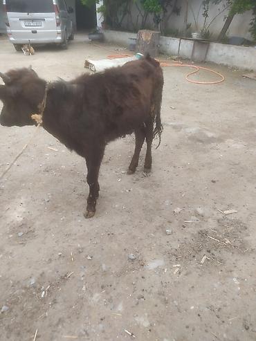 Dana, buzov: Dana, buzov — 9