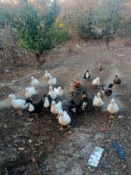 Коровы, быки: Самка, | Lal ordek, Kuban, Macar, Для разведения, Самовывоз, Платная доставка