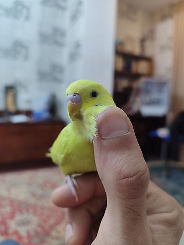 amadinlər: Продаю волнистого попугая Кики. Возраст 1 год — 3