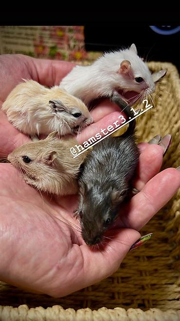 Хомяки: Продаются РУЧНЫЕ песчанки. От них НЕТ ЗАПАХА, как от хомячков и крыс — 4