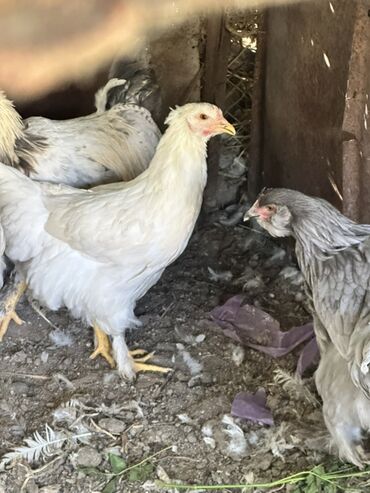 сколько стоит кролик домашний: Сатам | Тооктор | Брама | Көбөйтүү үчүн