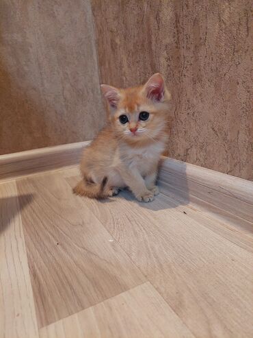 Pişiklər: Şotland, Dişi, Yaxşı əllərə, Ünvandan götürmə — 10