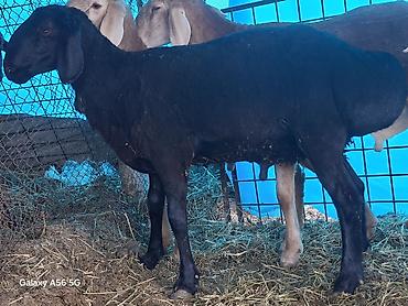 Баран, овца: Продаю | Баран (самец) | Арашан at lalafo.kg — 9 Баран, овца: Продаю | Баран (самец) | Арашан — 9