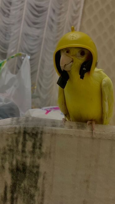 Tutuquşları: Növ: Korella papuqayı (cockatiel), sarı rəng 6 aylıgdır Erkek cinsidir — 11
