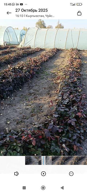 Ежевика: Саженцы ежевики (бесшипные сорта). Сорт Лох Нес Количево 1000 — 9