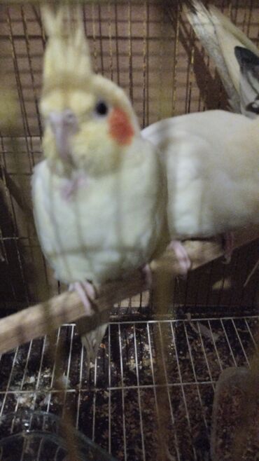 Tutuquşları: Məhsul: Nimfa (Cockatiel) tutuquşuları – ağ-sarı rəngli, yanaqlarda — 10
