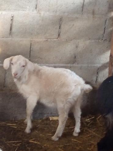 Козы, козлы: Продаю | Коза (самка) | Для разведения — 5