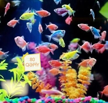 Akvariumlar: Akvarium baliglarinin satiwi 🦈 Danio baligi olcu 2 sm+,reng