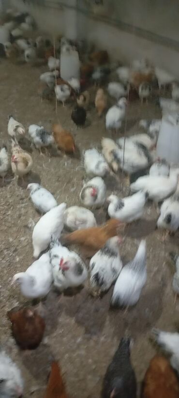 Qazlar: Toyuq, Yumurtalıq, Ünvandan götürmə