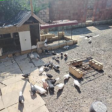 ağ goyərcin: Quşlar tərgidilir içlərində uçnları da var dekorda var 30 a yaxın — 2