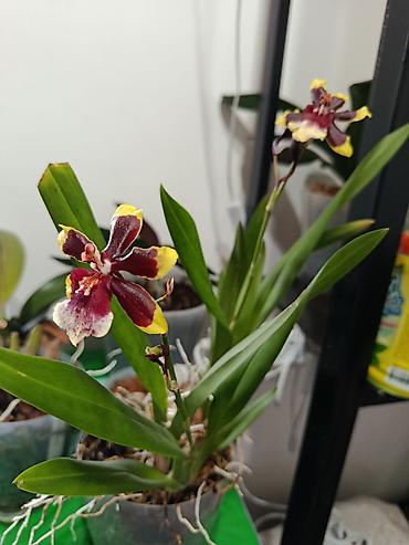 Бөлмө өсүмдүктөрү: Орхидея (группа Oncidium, Colmanara Wildcat 'Rainbow' компактный куст — 2