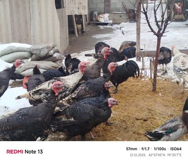 Индюки: Продаю | Индюшка (самка) | Для разведения | Племенные — 2