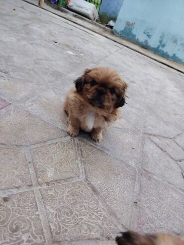 İtlər: Pekines — 10