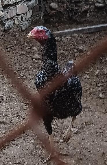 heyvan alqi satqisi: 1 Xoruz 🐓 4 toyuq pileymutdular irak sortudur qiymet hamsına ayidir — 8
