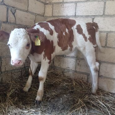 simmental inək satılır: Salam bu buzov satılır. iyunun 30 da dogulub. dişidi süni mayalanma