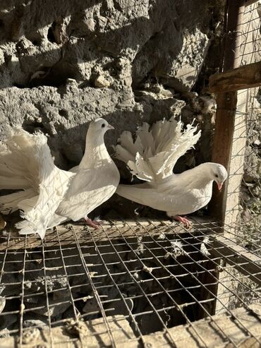 Птицы: Продаю голубей!!!! На фото представлены голуби разных пород. Цены на — 26