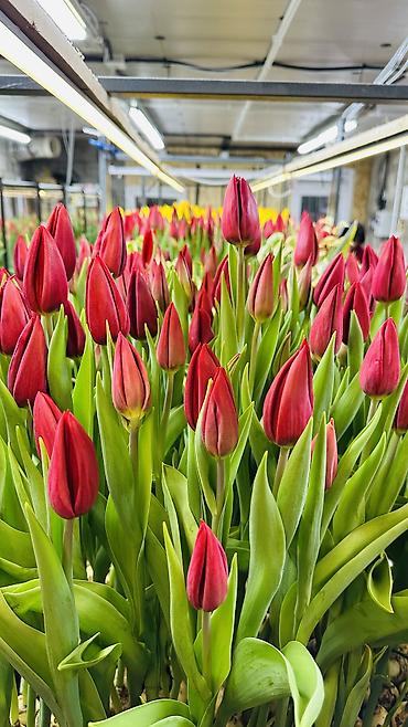 Букеты из живых цветов: ТЮЛЬПАНЫ ТЮЛЬПАНЫ ТЮЛЬПАНЫ на 8 марта. Бронь - Палитра: ярко‑желтые — 9