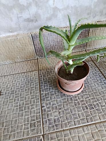 алоэ вера купить: 🪷Aloe vera (sukkulent) – iri və məhsuldar ana koldan çoxlu pöhrə verən — 5