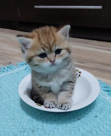 Pişiklər: Qızıl şinşilla, Erkək, Yaxşı əllərə, Ünvandan götürmə — 11