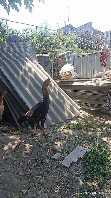 дакае: Продаю петуха. дакан годовалый. цена 5000 сом отдам — 7