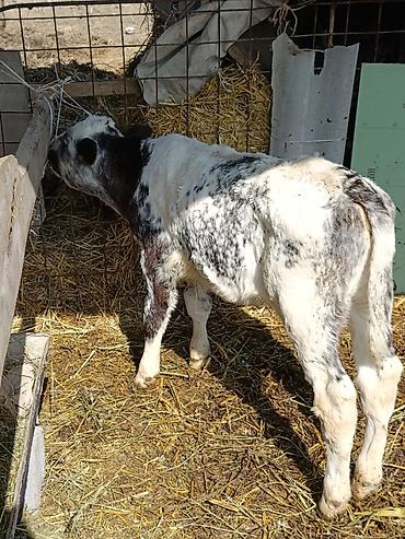 Коровы, быки: Продаю | Музоо, торпок | Бельгийская — 9